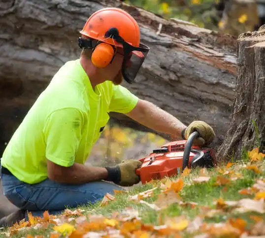 tree services Charlotte Hall